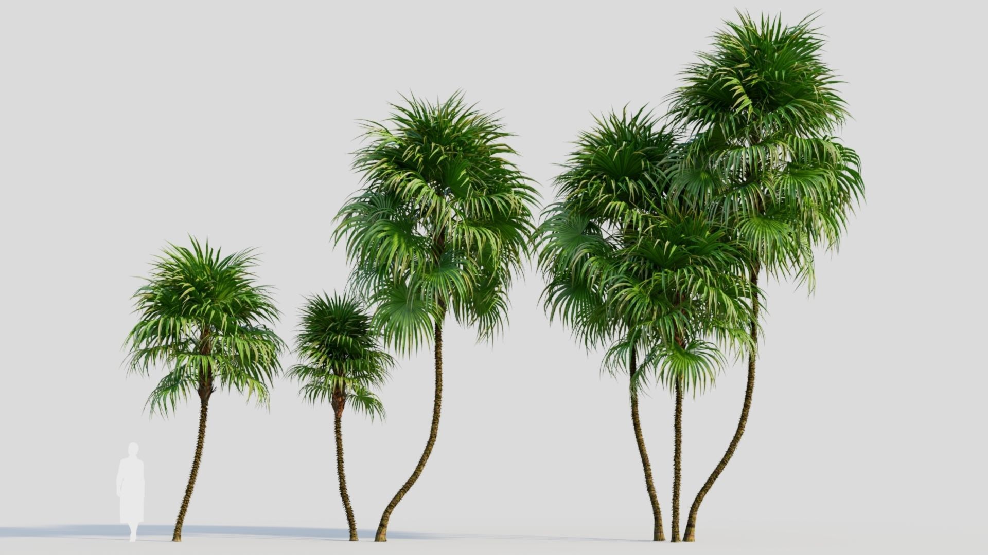 Cryosophila b 3D model_11