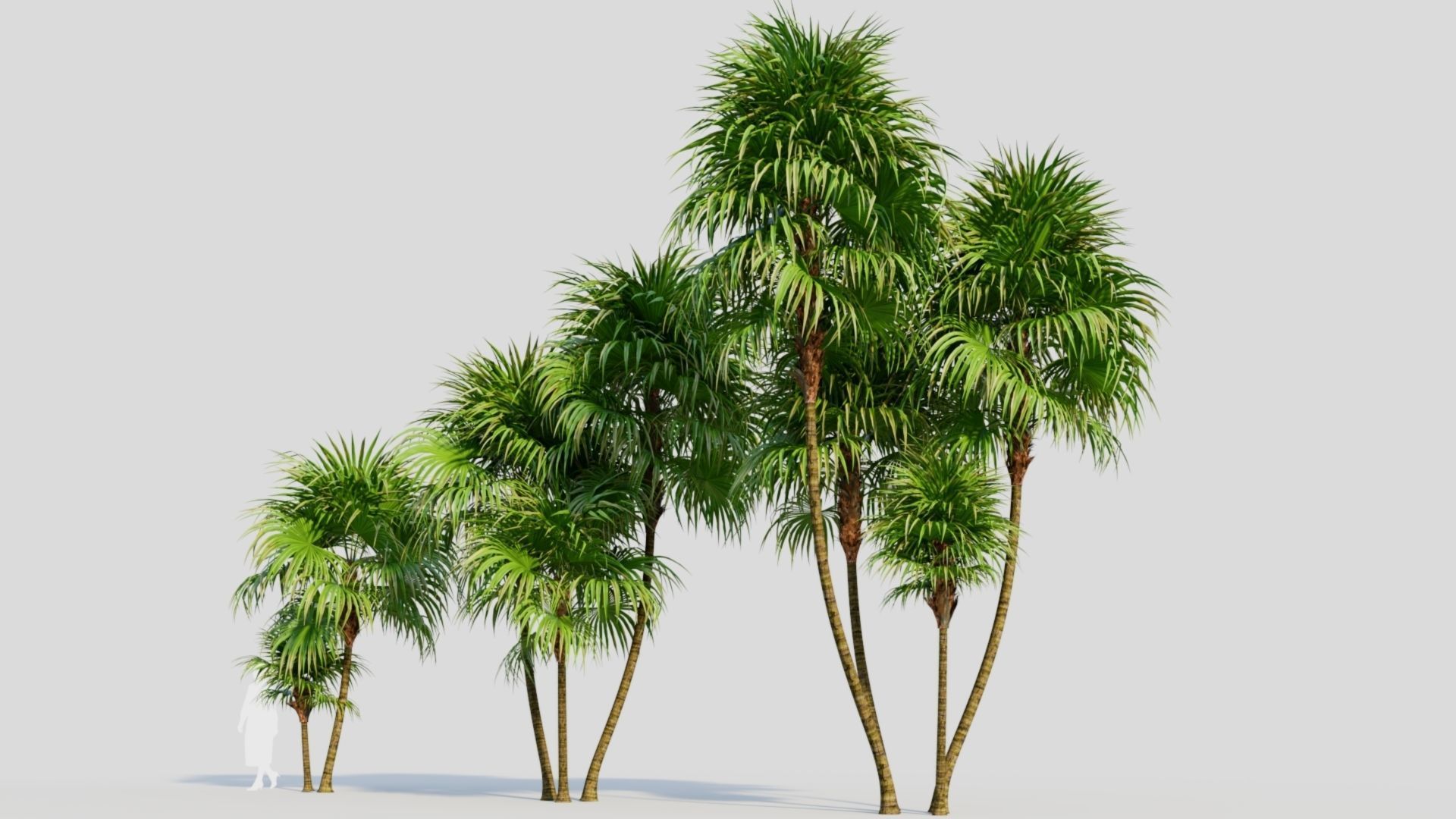 Cryosophila b 3D model_1