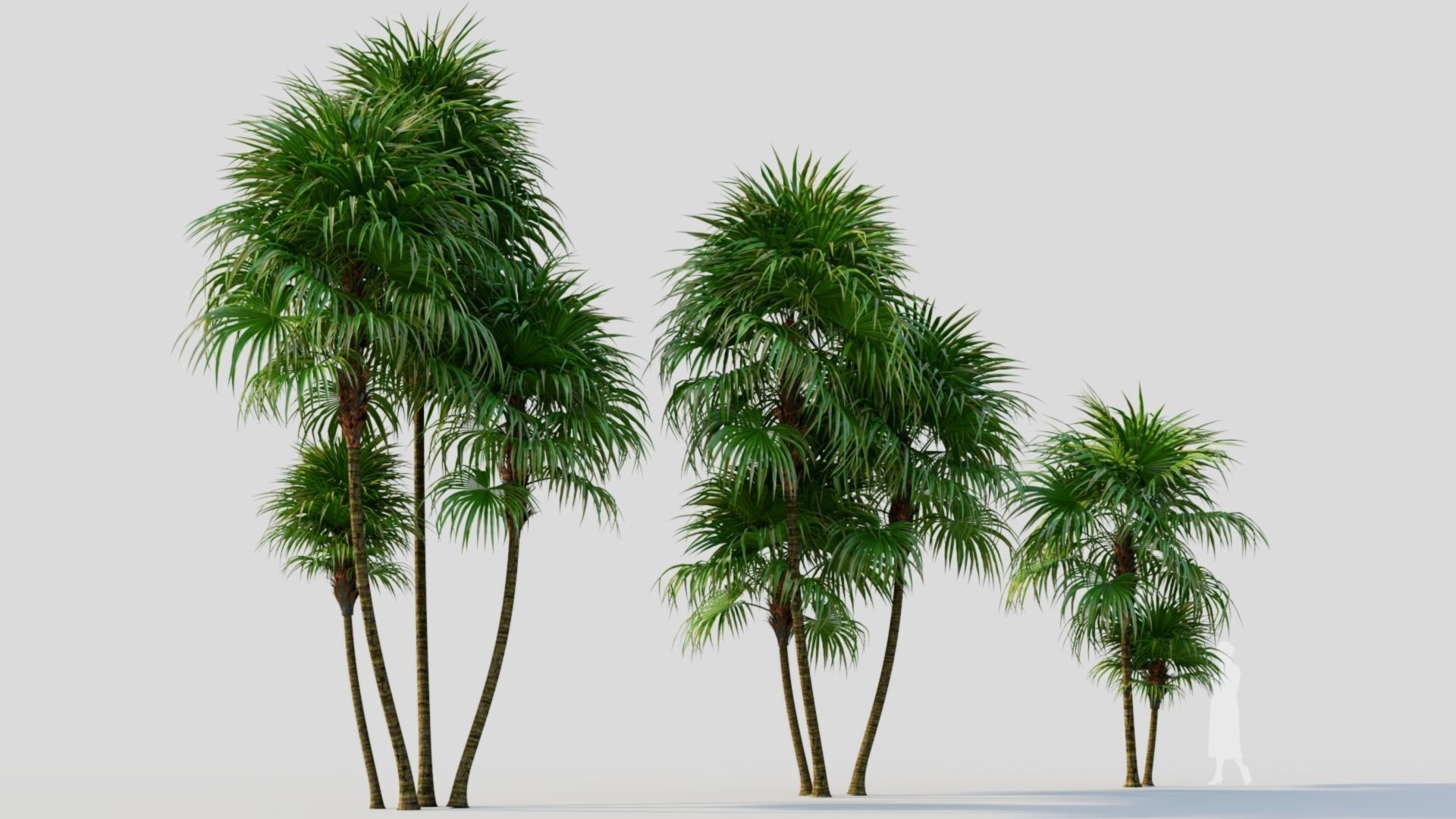 Cryosophila b 3D model_4