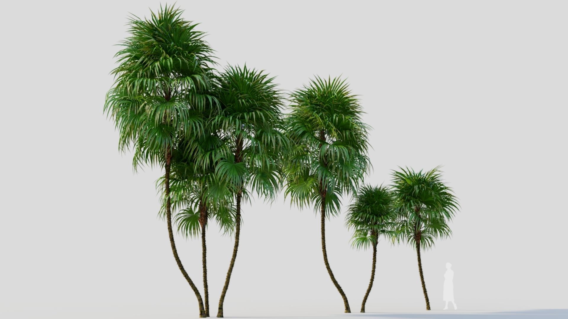 Cryosophila b 3D model_15