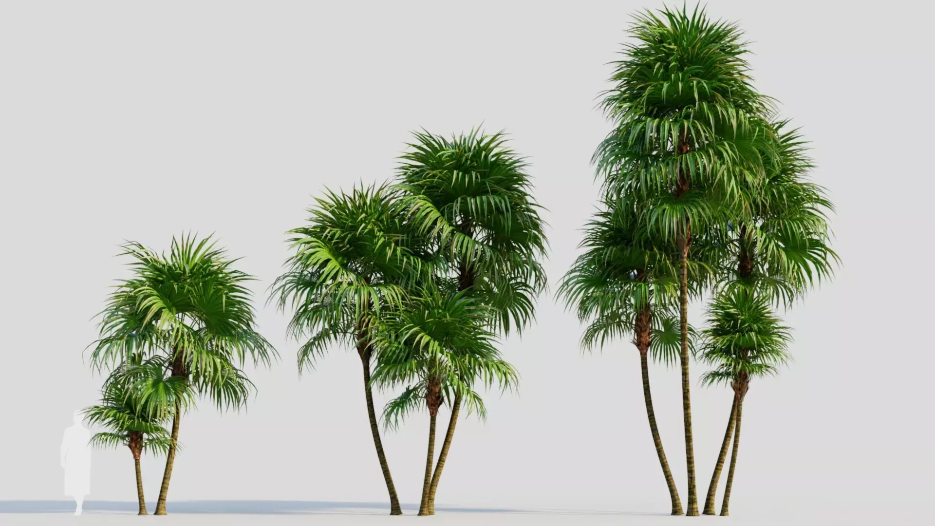 Cryosophila b 3D model_0