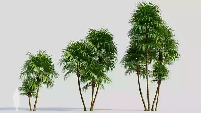 Cryosophila b 3D model