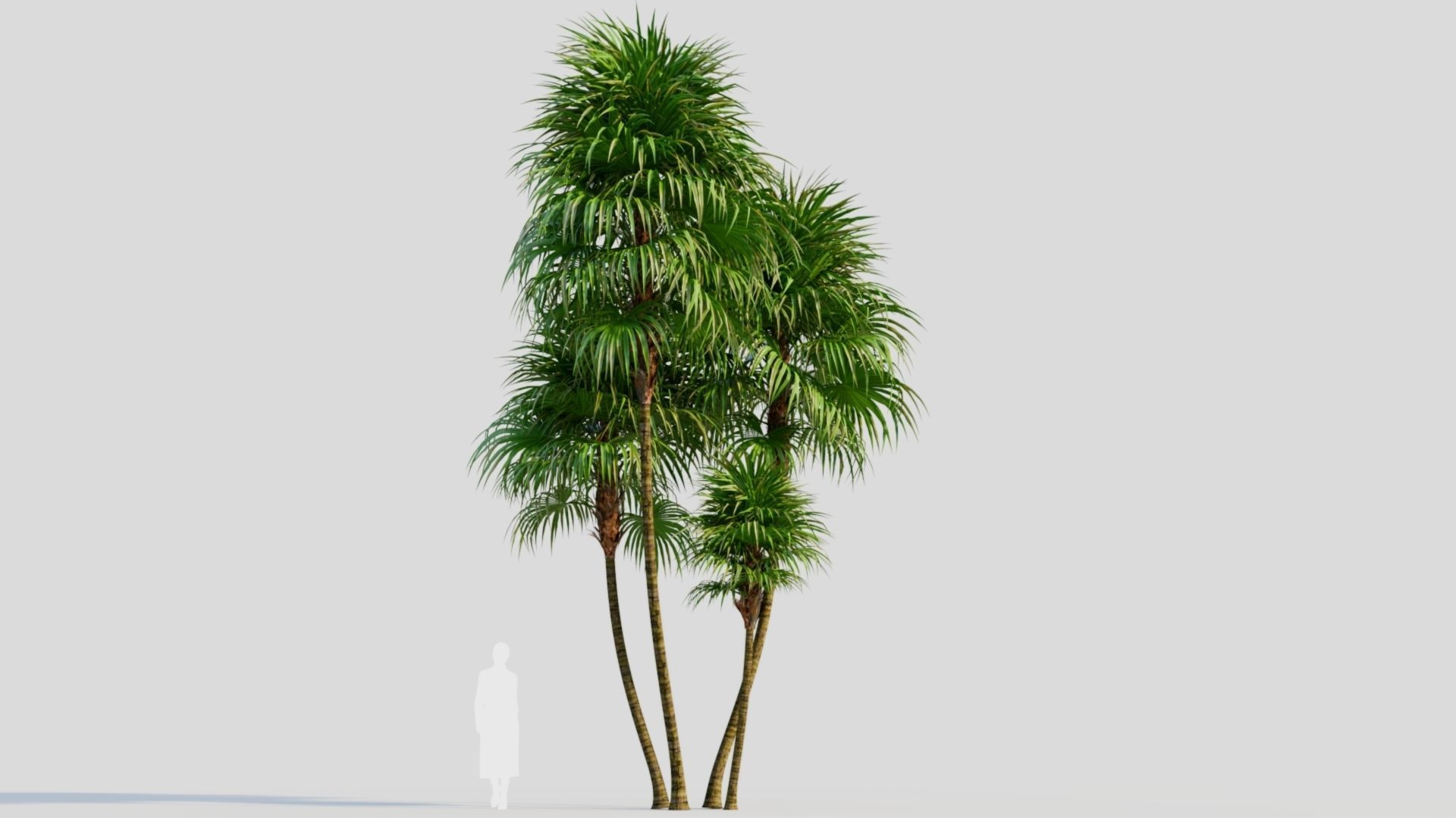 Cryosophila b 3D model_7