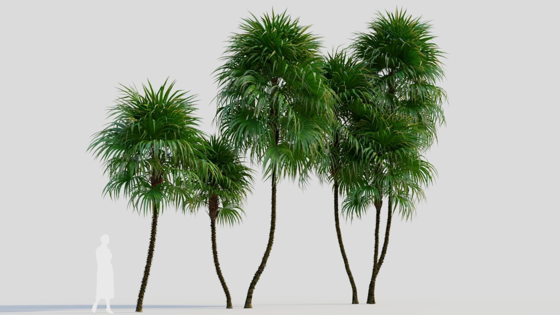 Cryosophila c 3D model_3