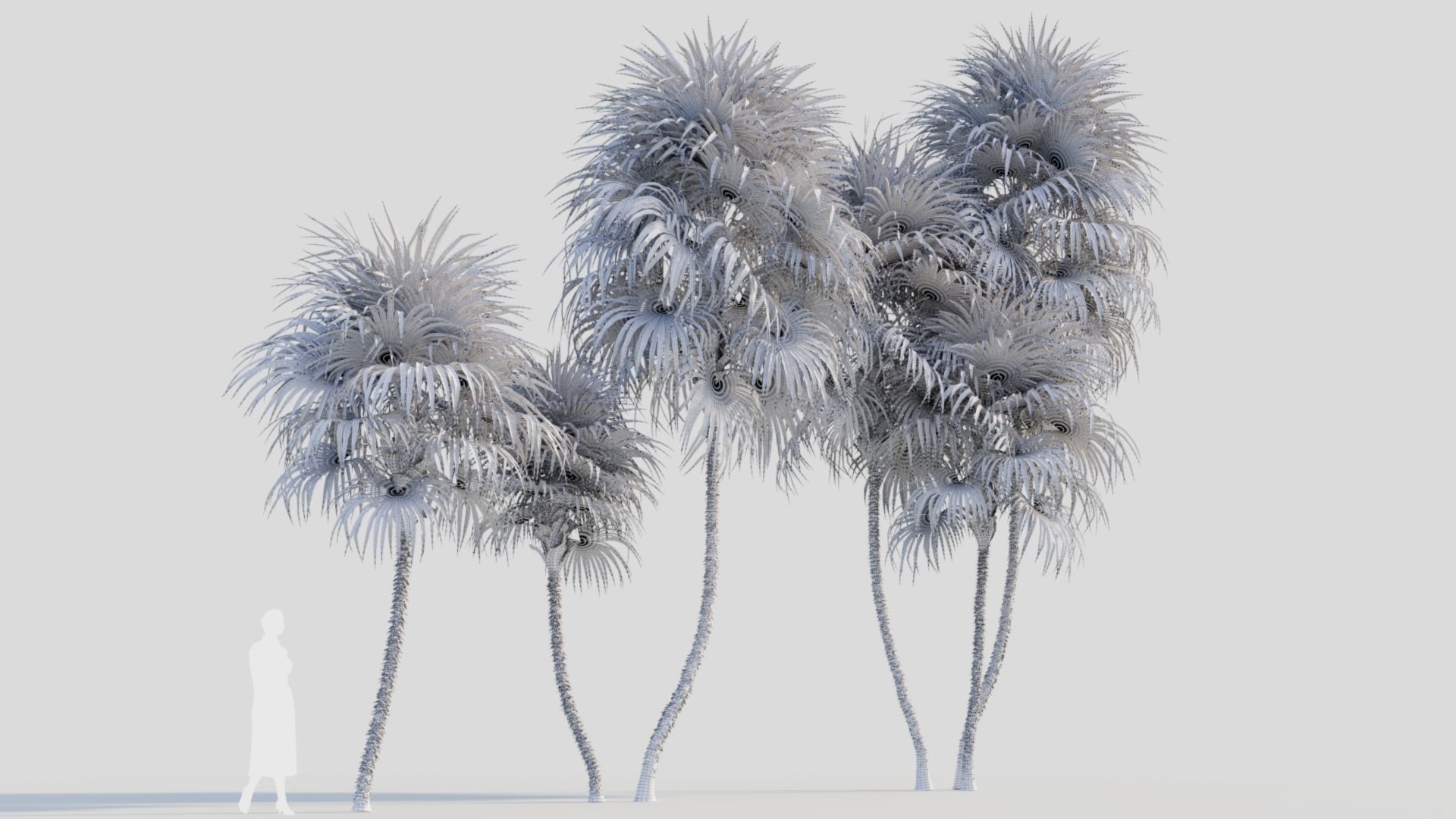 Cryosophila c 3D model_8
