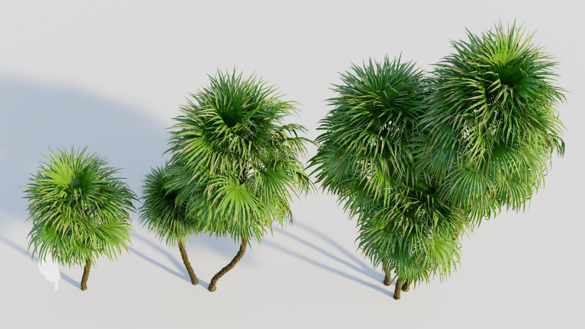 Cryosophila c 3D model_2