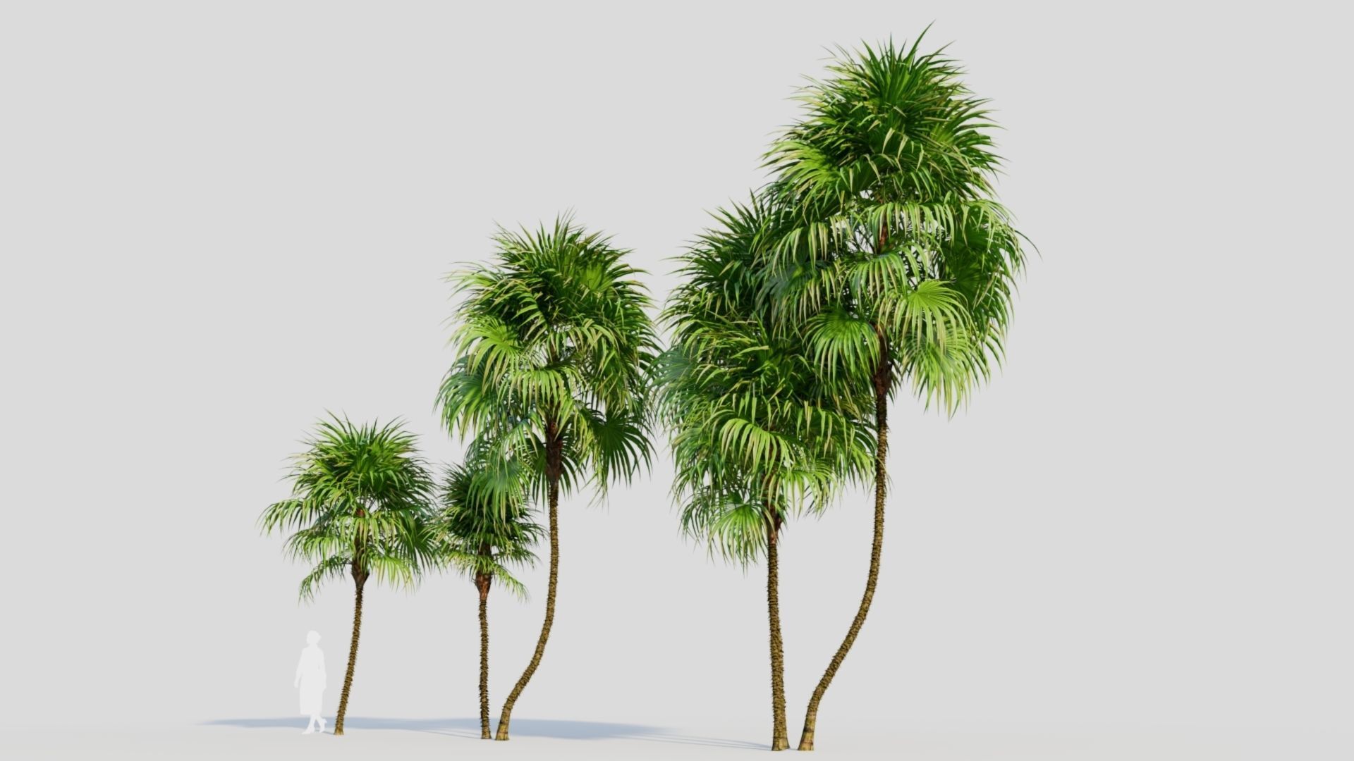 Cryosophila c 3D model_1