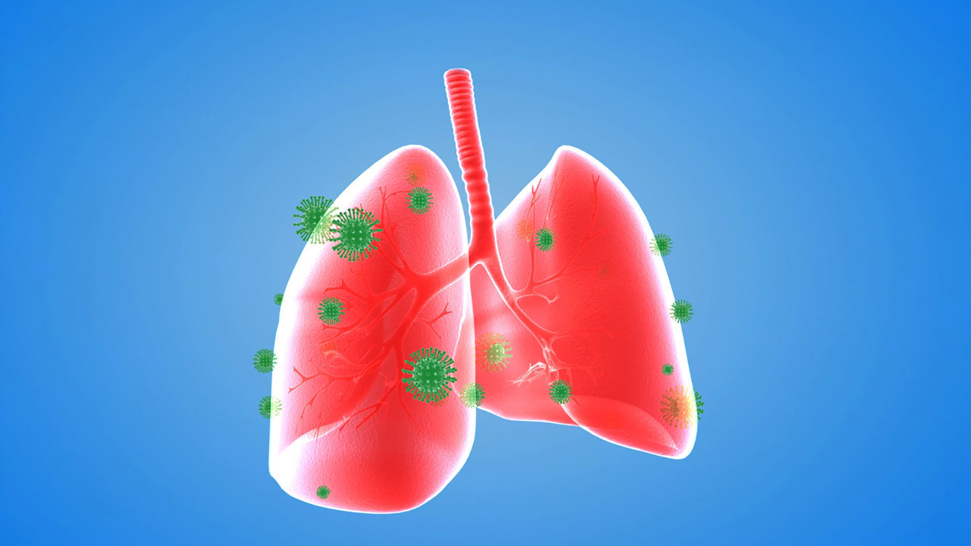 tract lung trachea Human Lung Right and Bronchi 3D model_2