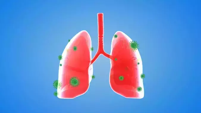 tract lung trachea Human Lung Right and Bronchi 3D model