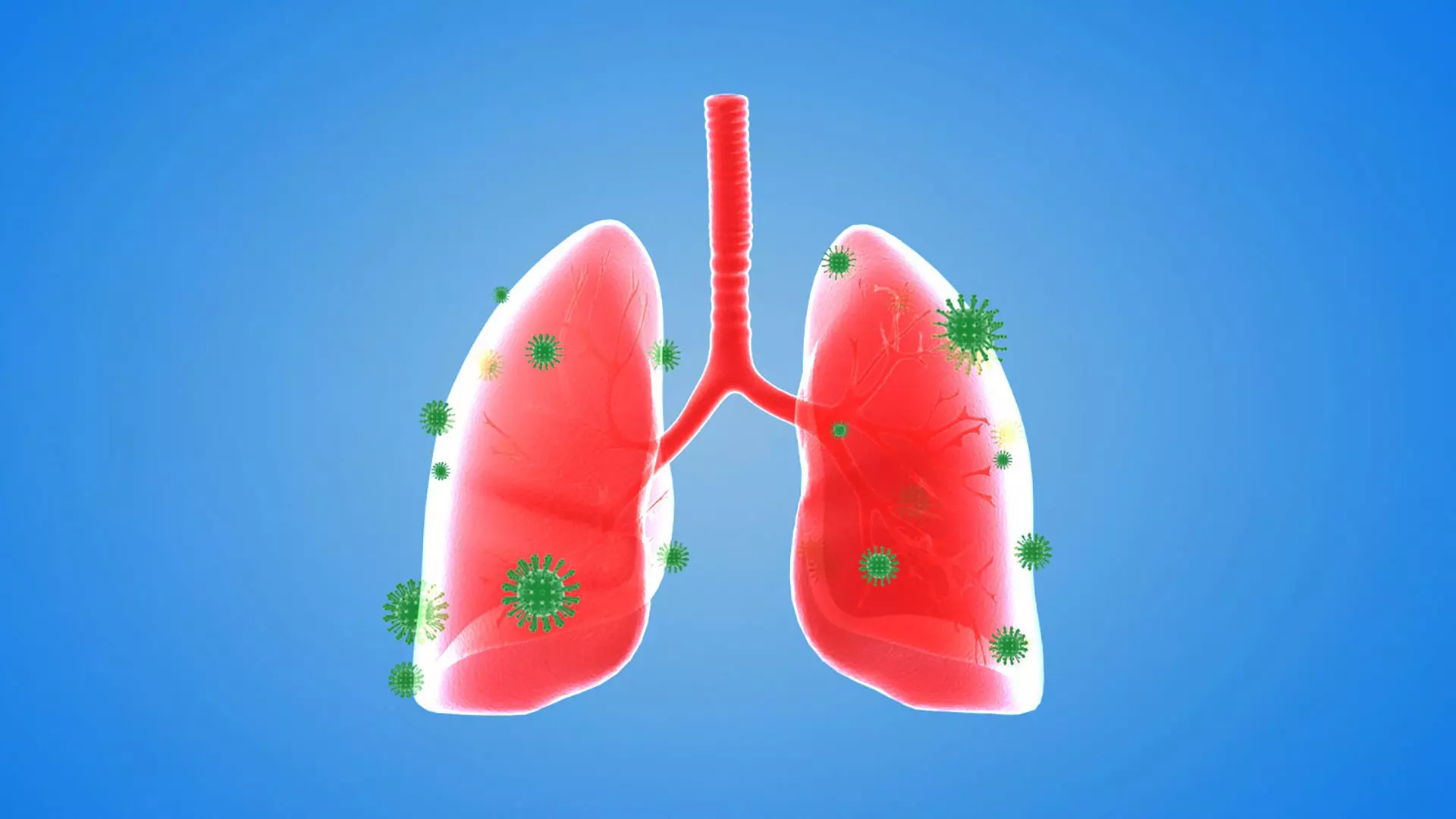 tract lung trachea Human Lung Right and Bronchi 3D model_0