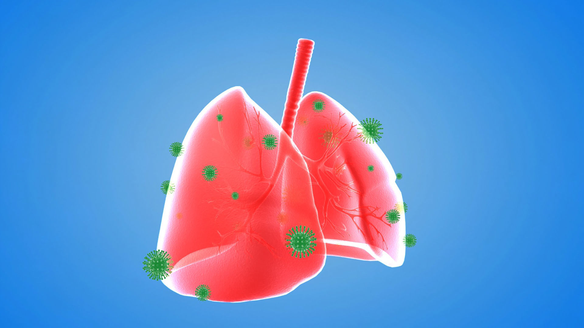 tract lung trachea Human Lung Right and Bronchi 3D model_4