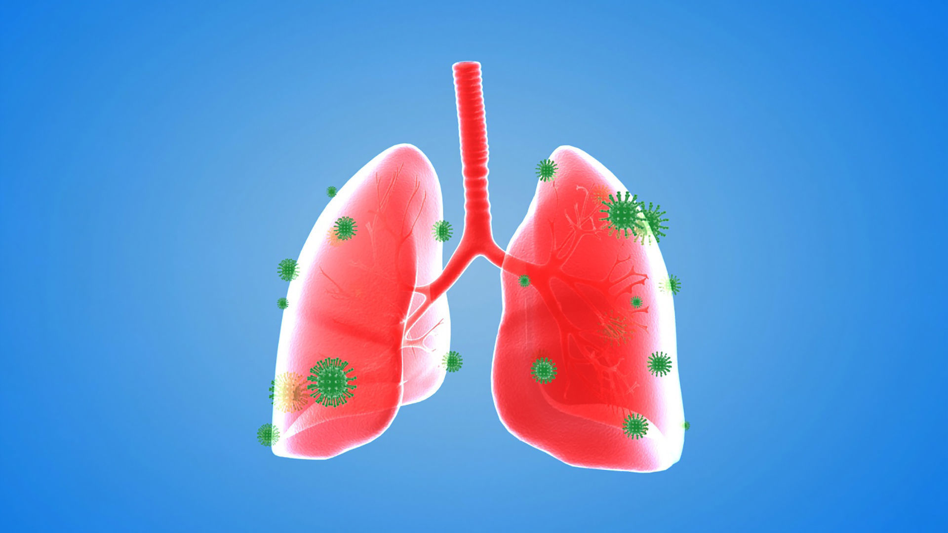 tract lung trachea Human Lung Right and Bronchi 3D model_1