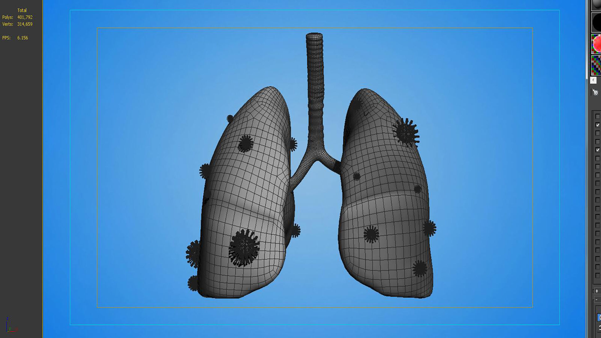 tract lung trachea Human Lung Right and Bronchi 3D model_5
