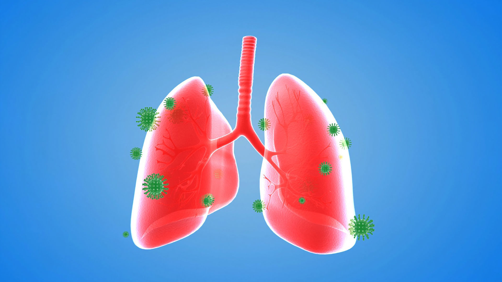 tract lung trachea Human Lung Right and Bronchi 3D model_3