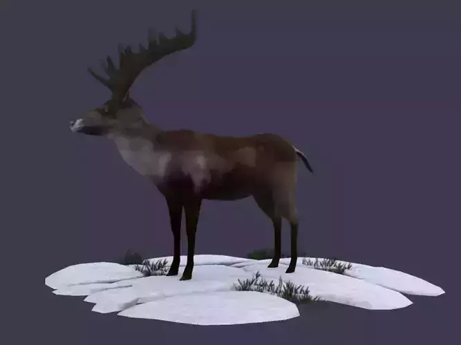 Reindeer Stag elk Northern Hemisphere animal Arctic 