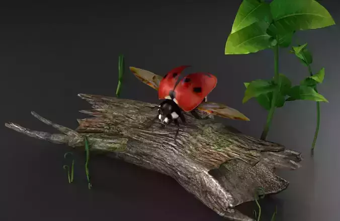 NSECTS ladybugs lady flowers beetles 3D model