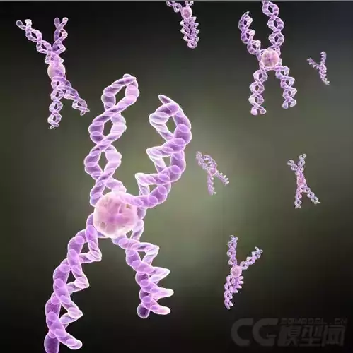 Chromosomes human genes cells viruses 3D model