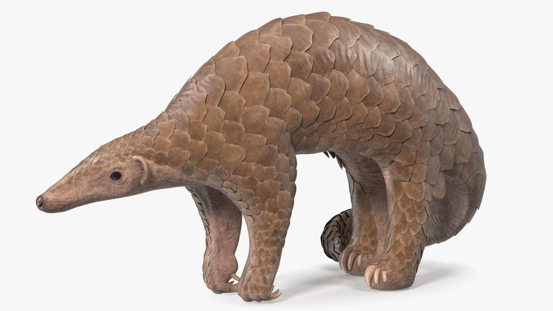 Pangolin Rigged 3D model