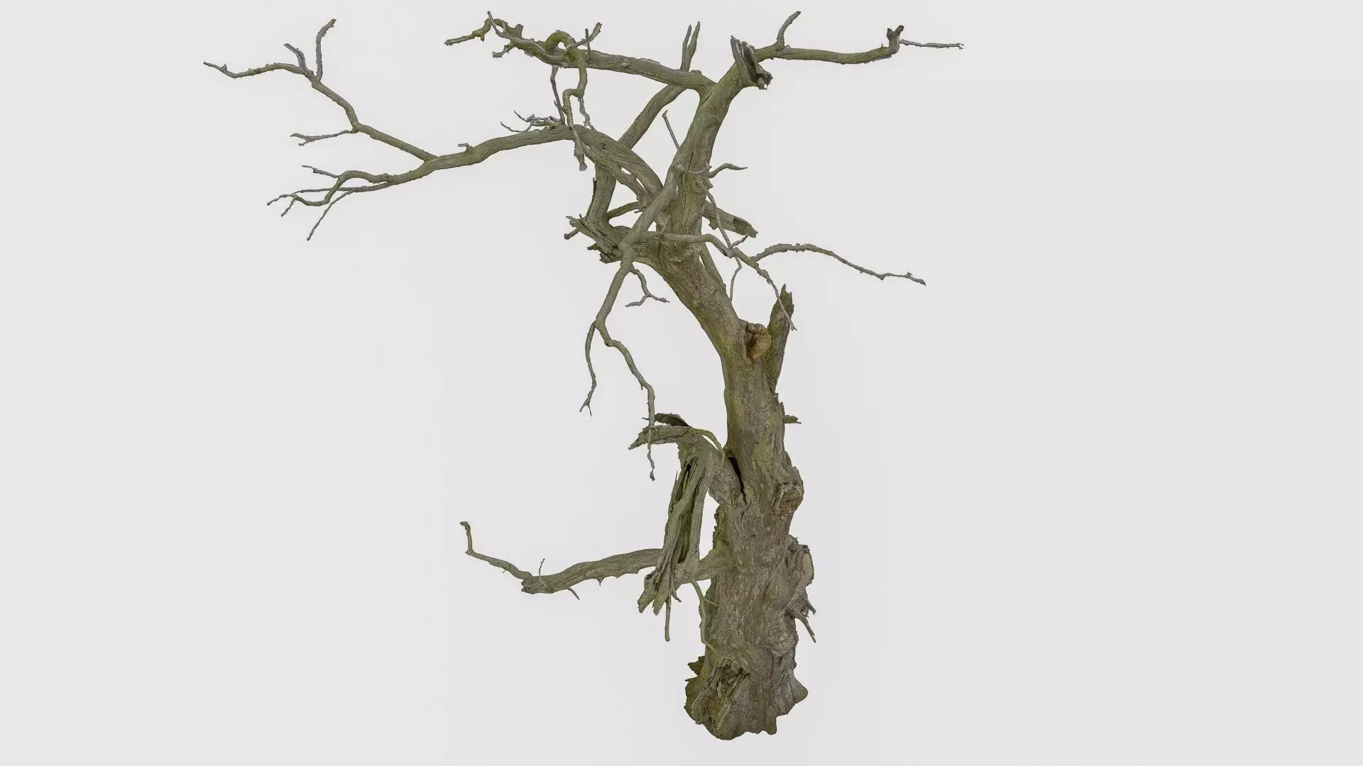 600-year-old dead oak - ENT 01 3D model