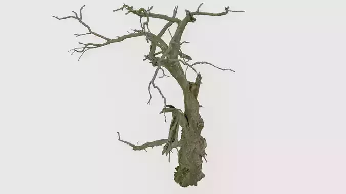 600-year-old dead oak - ENT 01