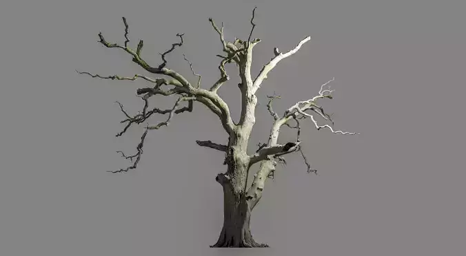 600-year-old dead oak - ENT 03 3D model