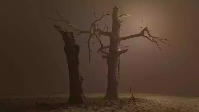 600-year-old dead oak - ENT 04