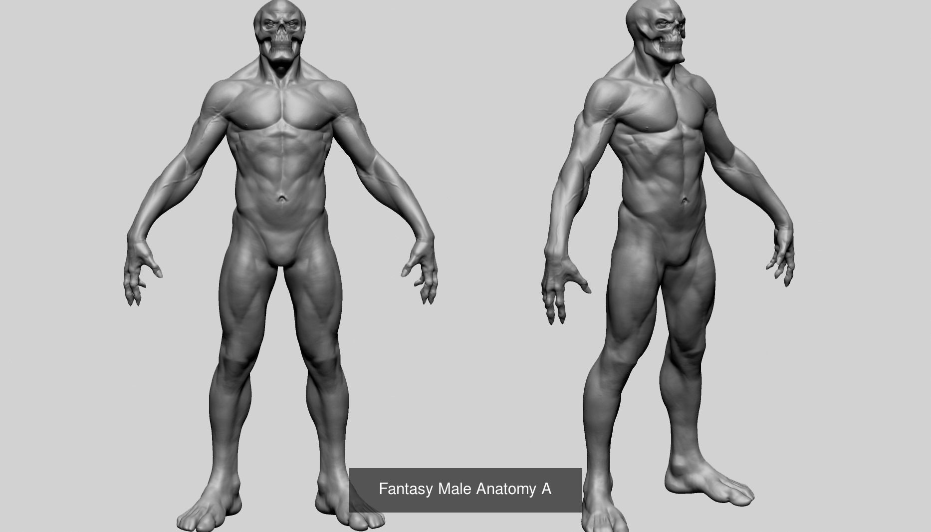 Male Anatomy Models F 3D Model Collection_21