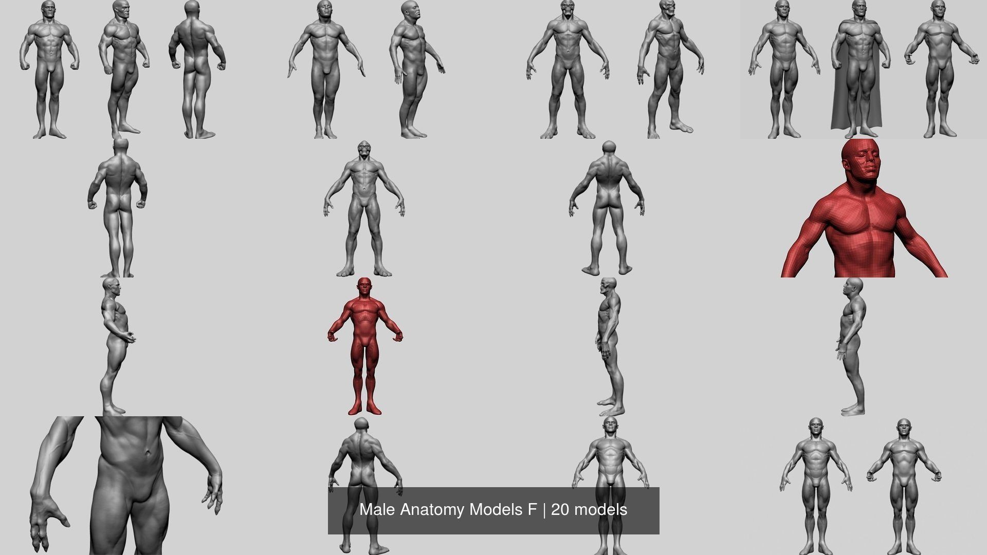 Male Anatomy Models F 3D Model Collection_2