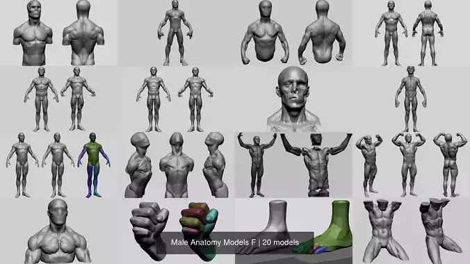 Male Anatomy Models F 3D Model Collection