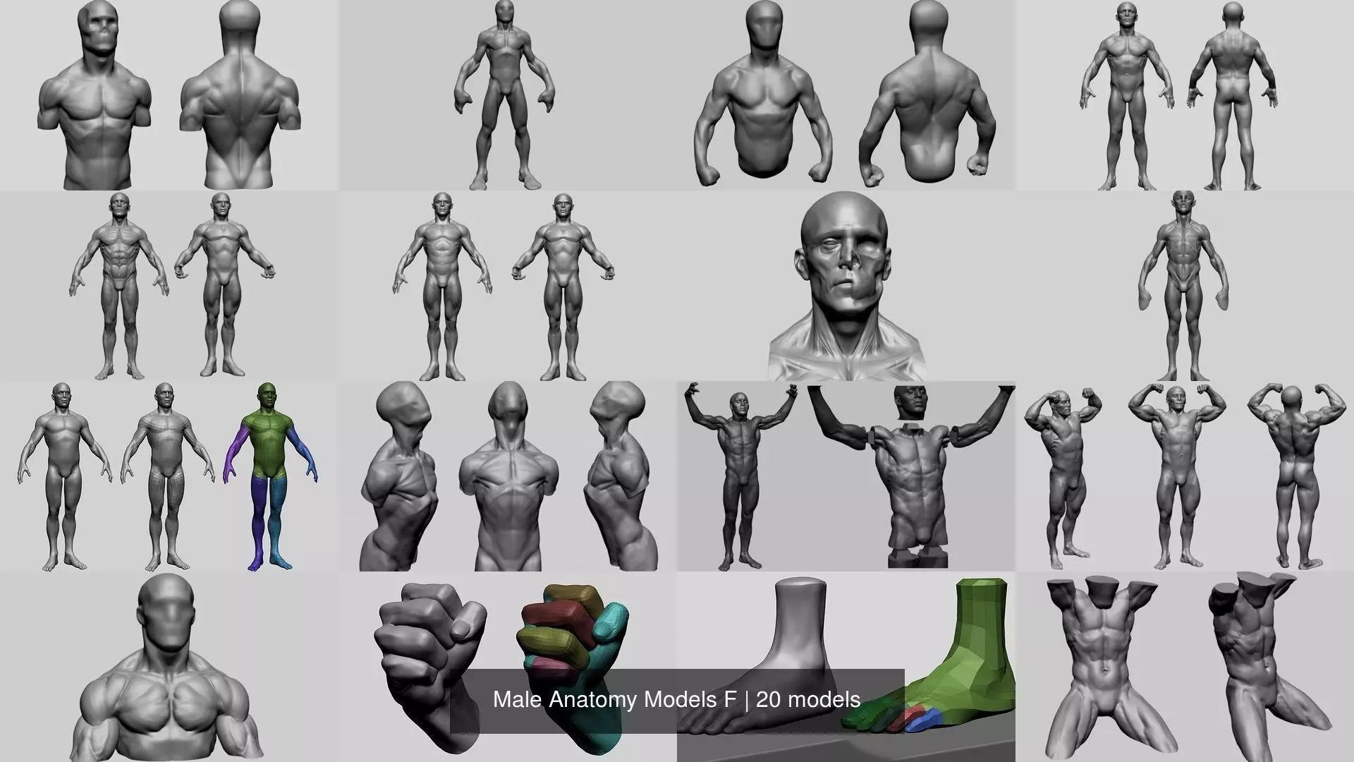 Male Anatomy Models F 3D Model Collection_0