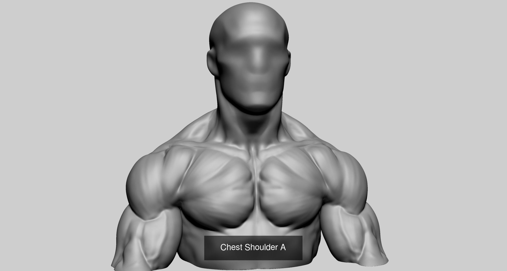 Male Anatomy Models F 3D Model Collection_15