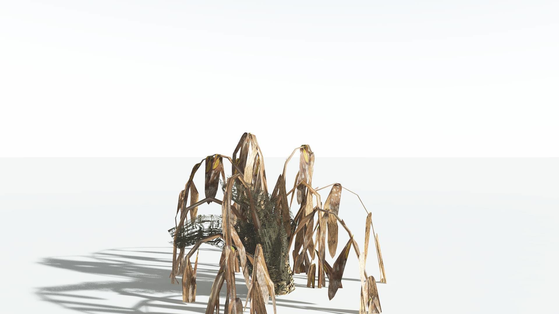 EVERYPlant Seashore Palm LowPoly 4 --12 Models-- Low-poly 3D model_13