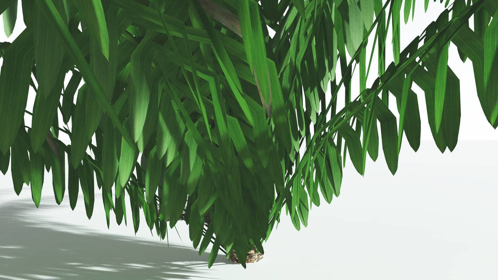 EVERYPlant Seashore Palm LowPoly 4 --12 Models-- Low-poly 3D model_27