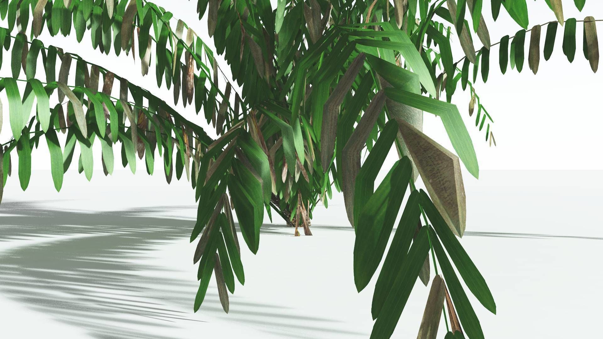 EVERYPlant Seashore Palm LowPoly 4 --12 Models-- Low-poly 3D model_9