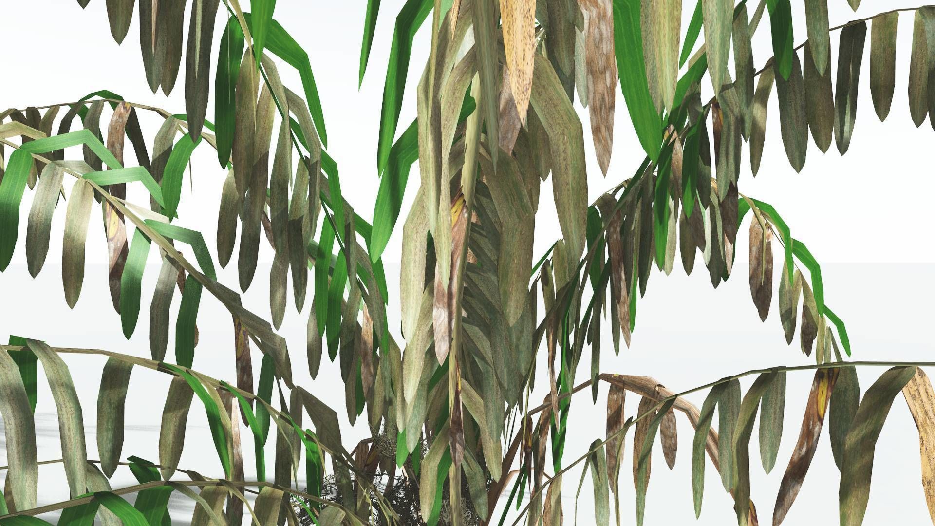 EVERYPlant Seashore Palm LowPoly 4 --12 Models-- Low-poly 3D model_11