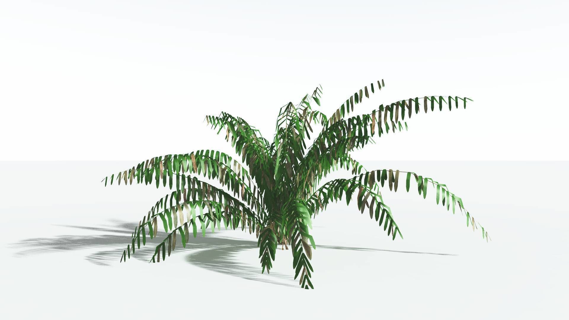 EVERYPlant Seashore Palm LowPoly 4 --12 Models-- Low-poly 3D model_8