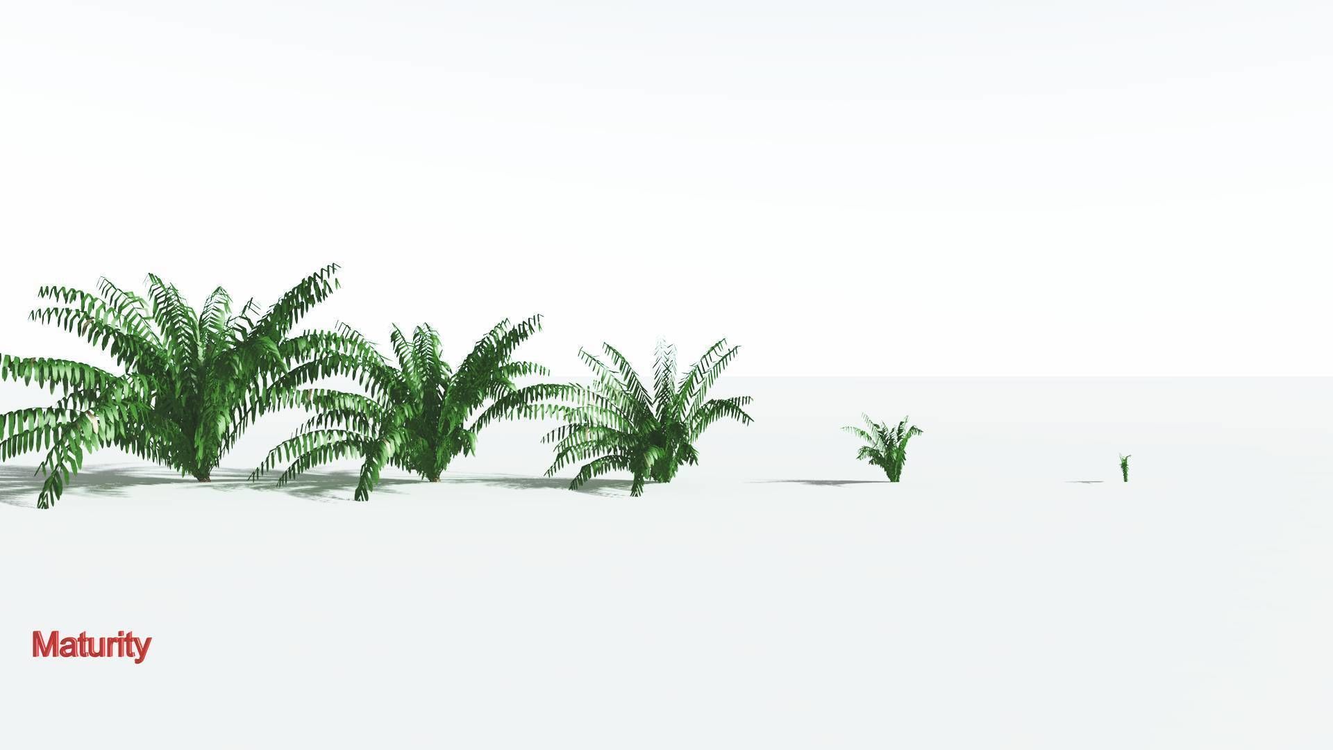EVERYPlant Seashore Palm LowPoly 4 --12 Models-- Low-poly 3D model_2
