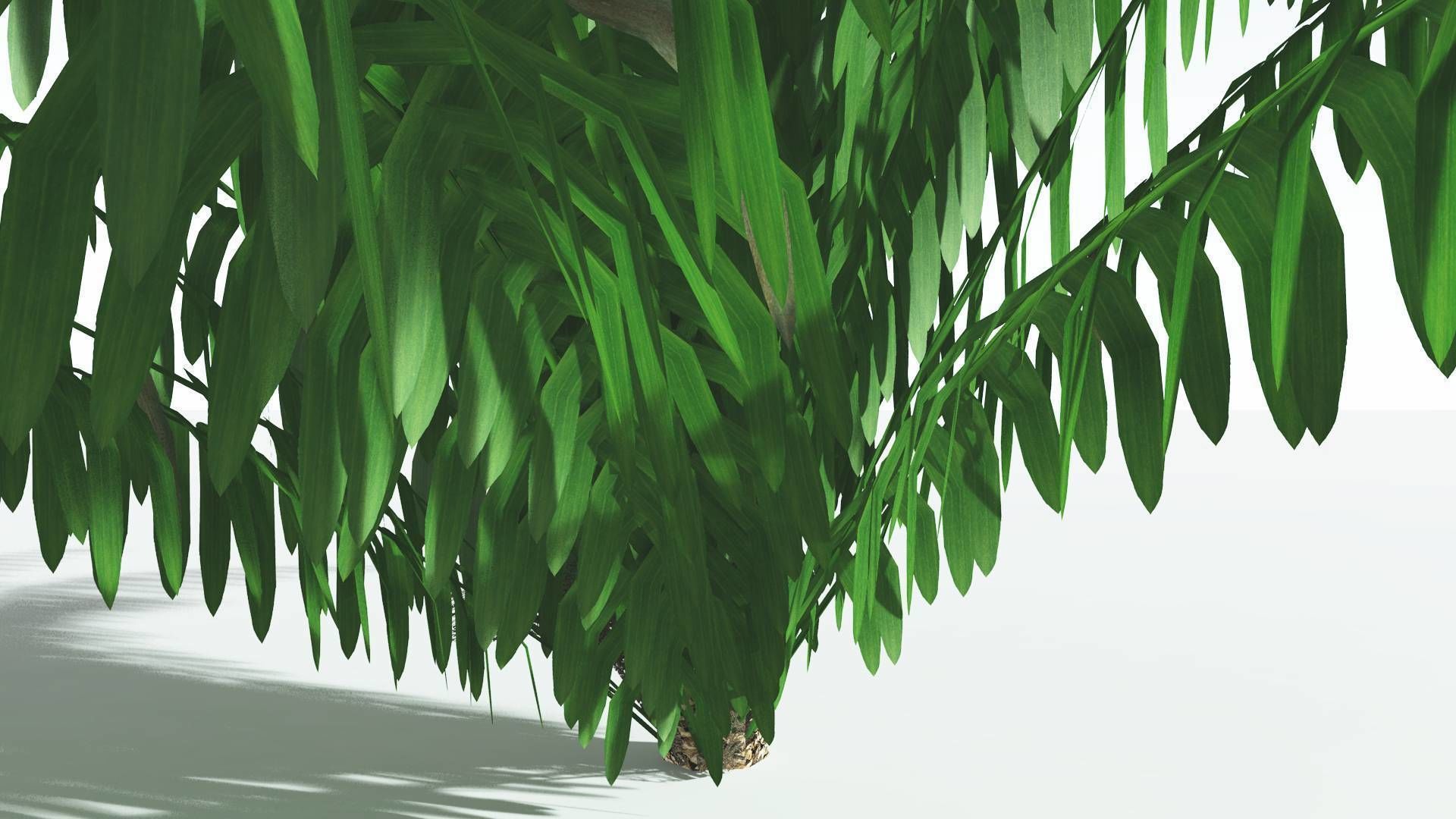 EVERYPlant Seashore Palm LowPoly 4 --12 Models-- Low-poly 3D model_25
