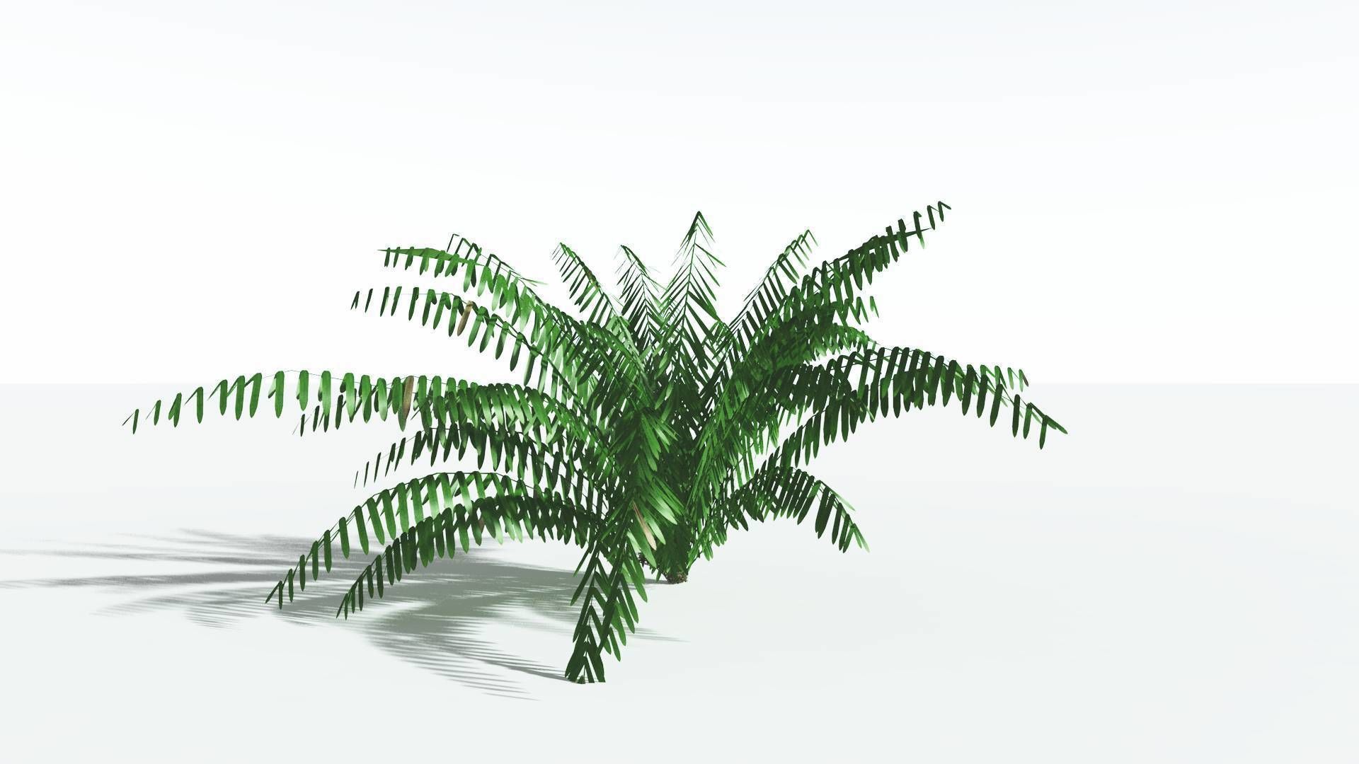 EVERYPlant Seashore Palm LowPoly 4 --12 Models-- Low-poly 3D model_22