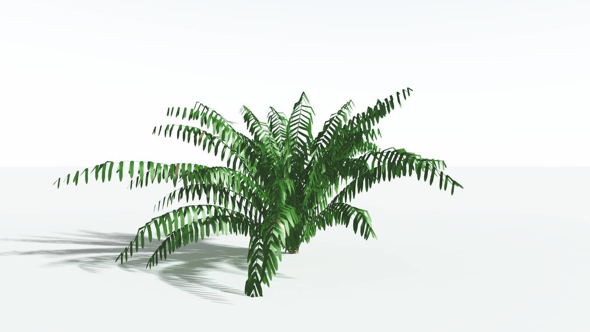 EVERYPlant Seashore Palm LowPoly 4 --12 Models-- Low-poly 3D model_26
