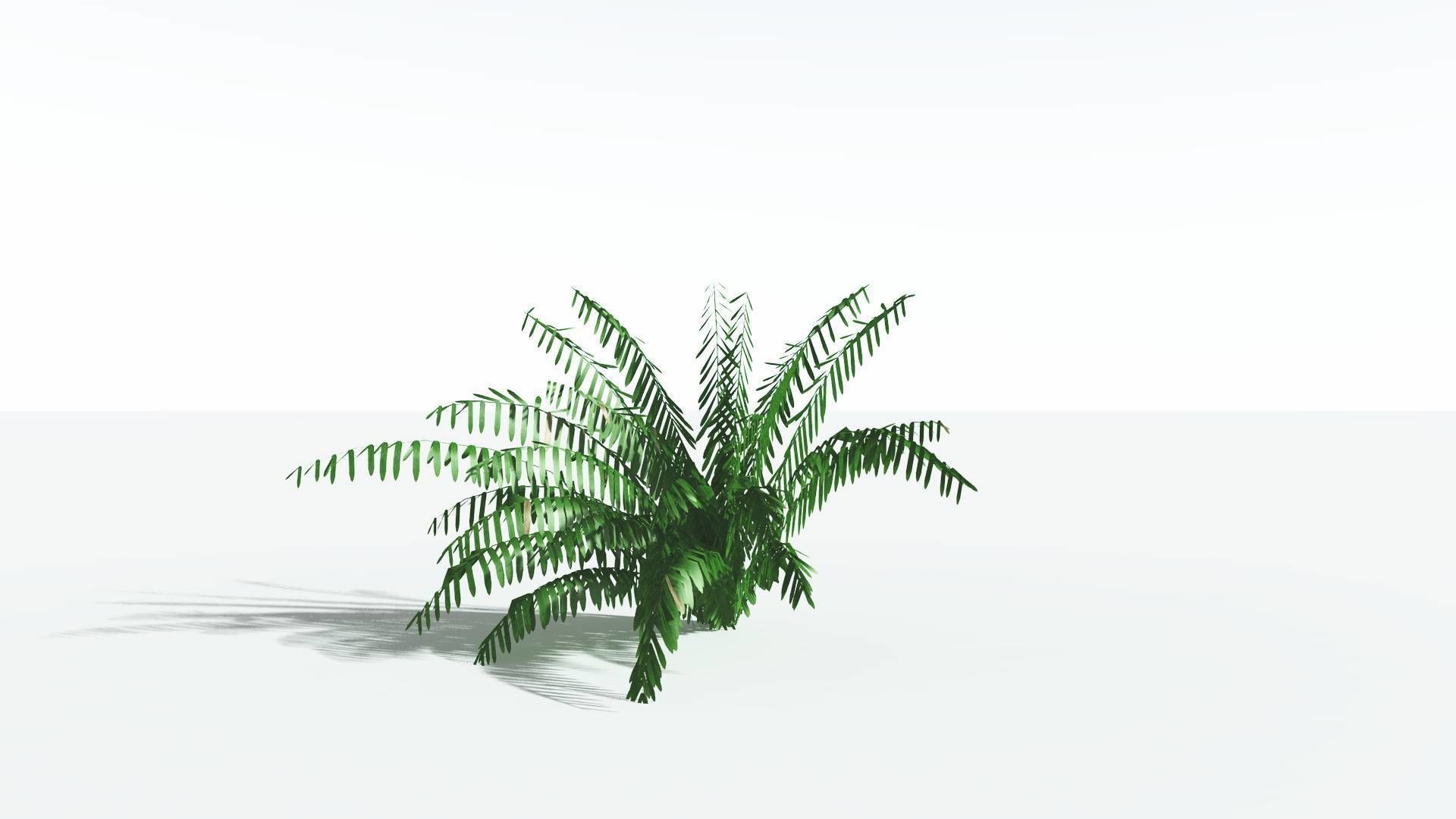 EVERYPlant Seashore Palm LowPoly 4 --12 Models-- Low-poly 3D model_16
