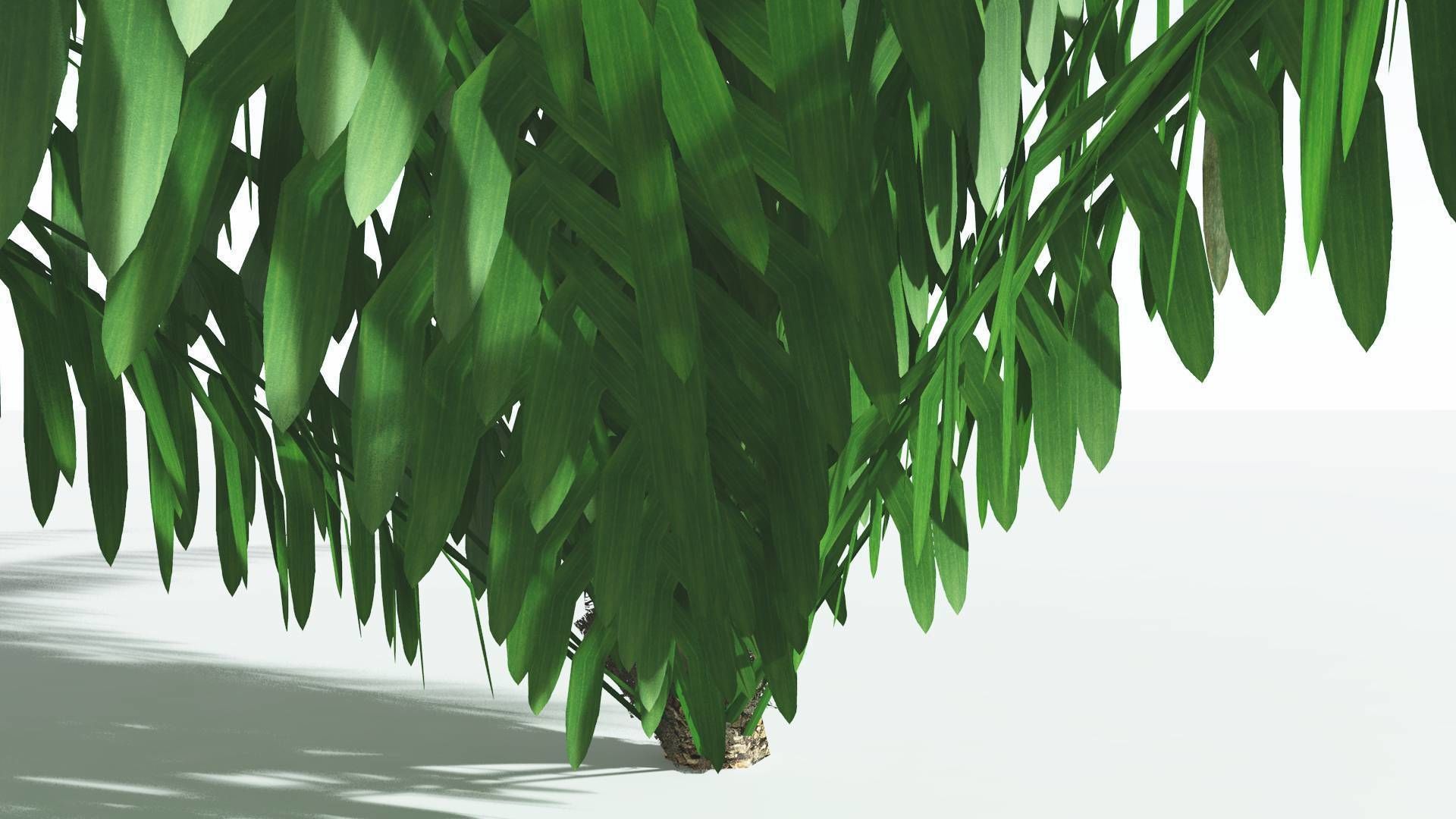 EVERYPlant Seashore Palm LowPoly 4 --12 Models-- Low-poly 3D model_15