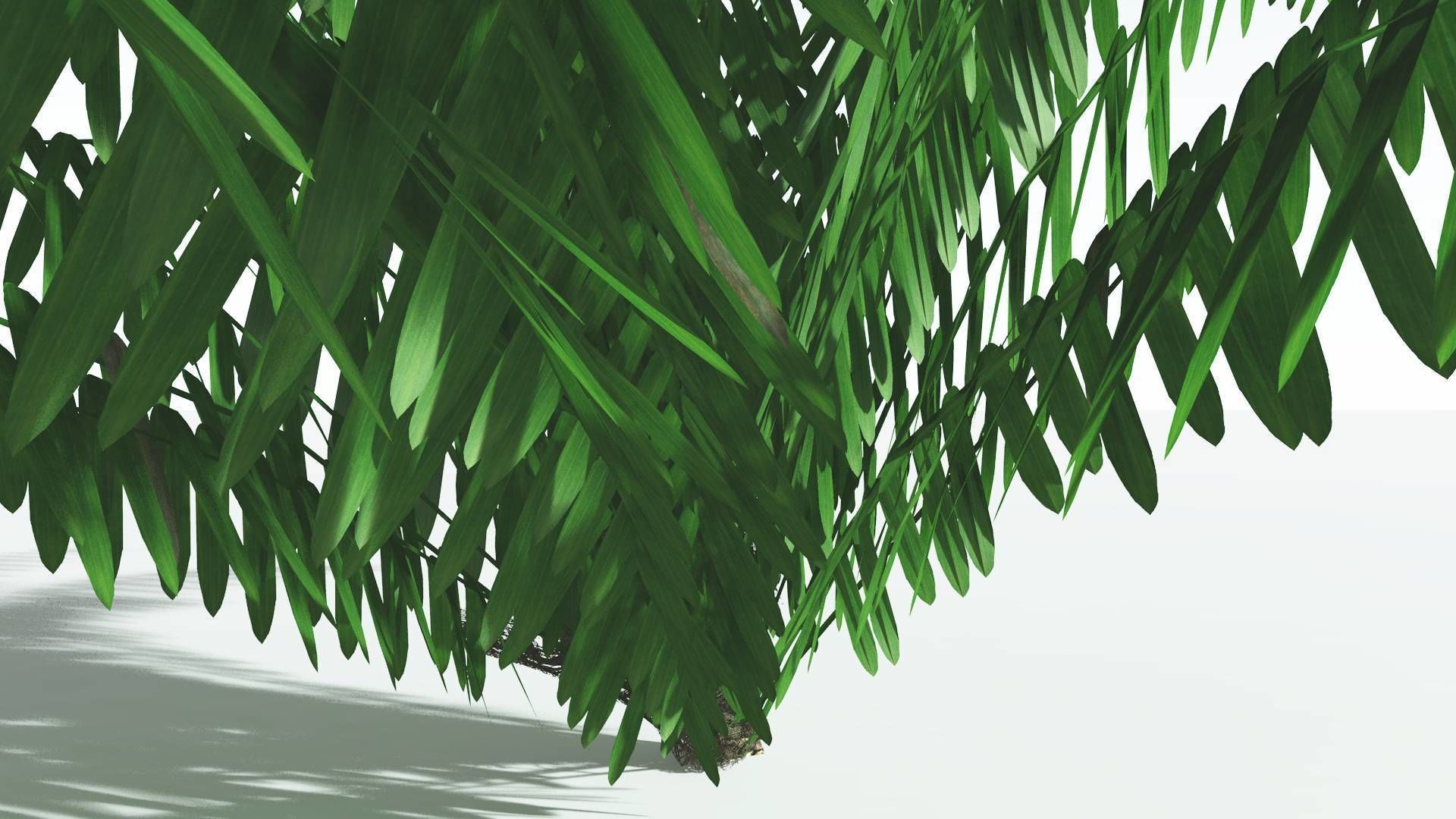 EVERYPlant Seashore Palm LowPoly 4 --12 Models-- Low-poly 3D model_23
