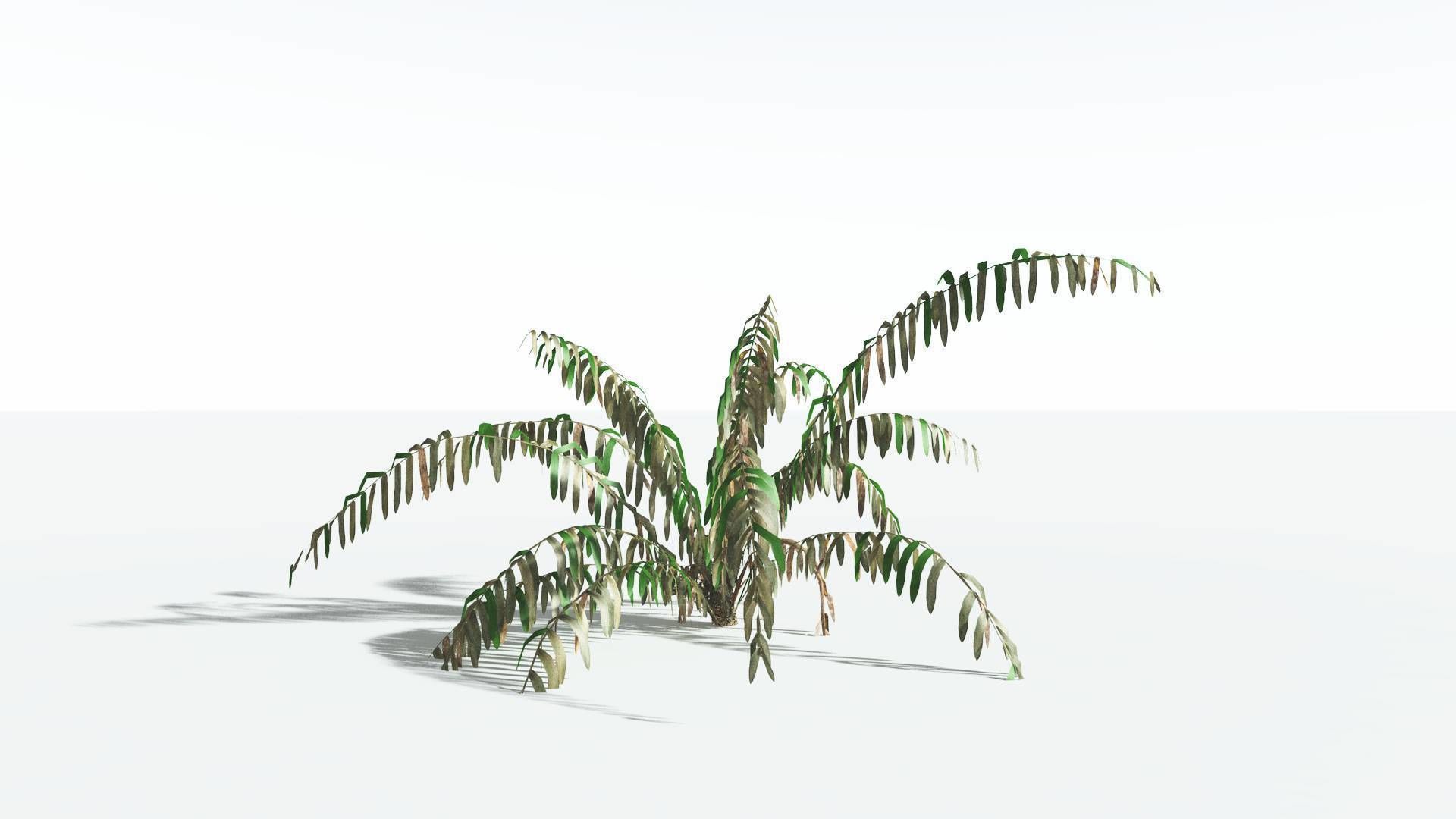 EVERYPlant Seashore Palm LowPoly 4 --12 Models-- Low-poly 3D model_10