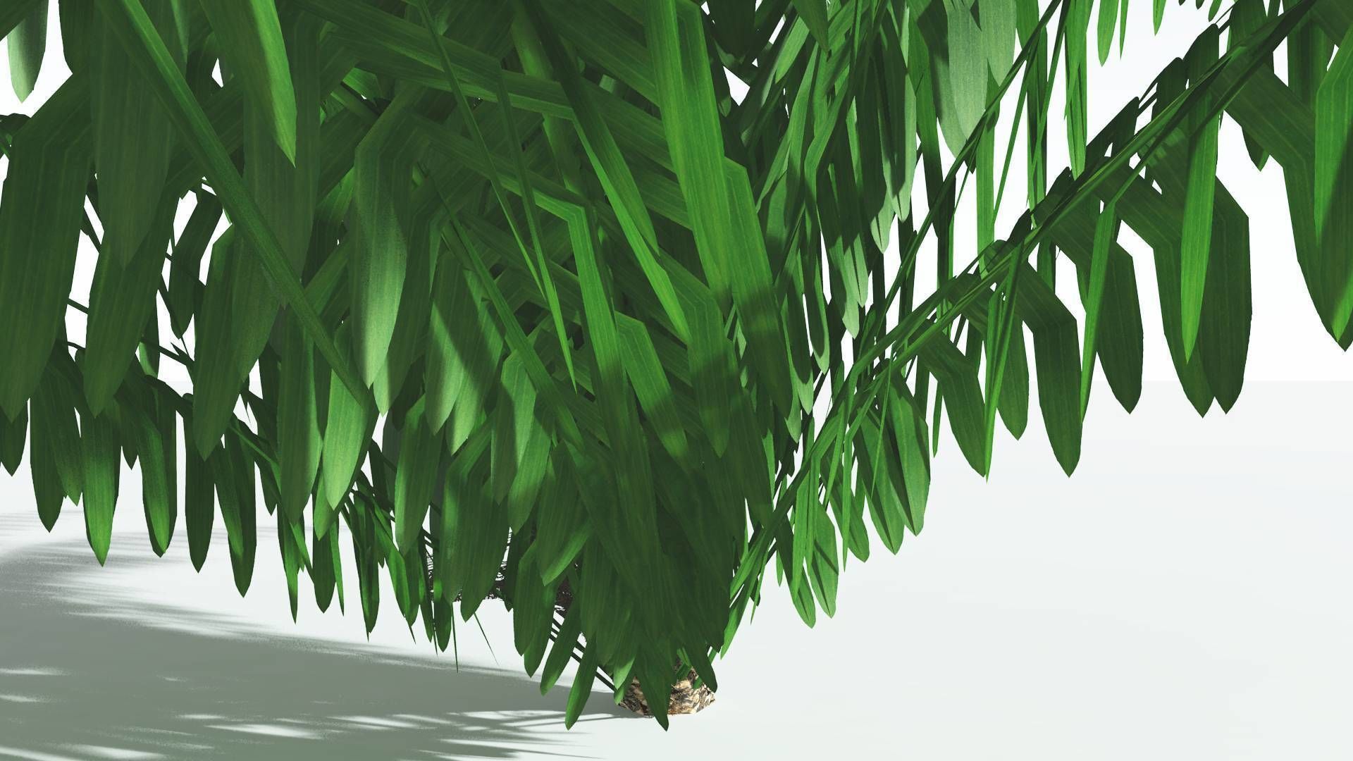 EVERYPlant Seashore Palm LowPoly 4 --12 Models-- Low-poly 3D model_7