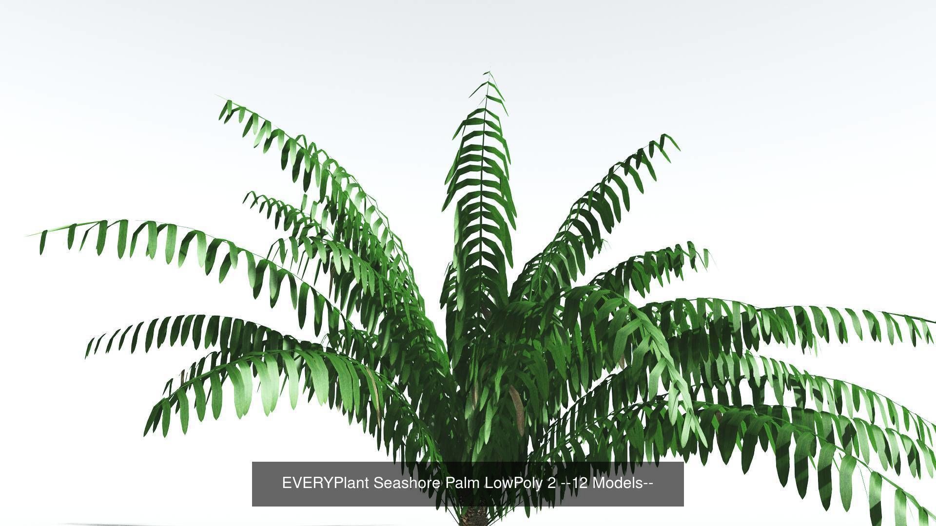 EVERYPlant Seashore Palm LowPoly Bundle --48 Models-- 3D Model Collection_2
