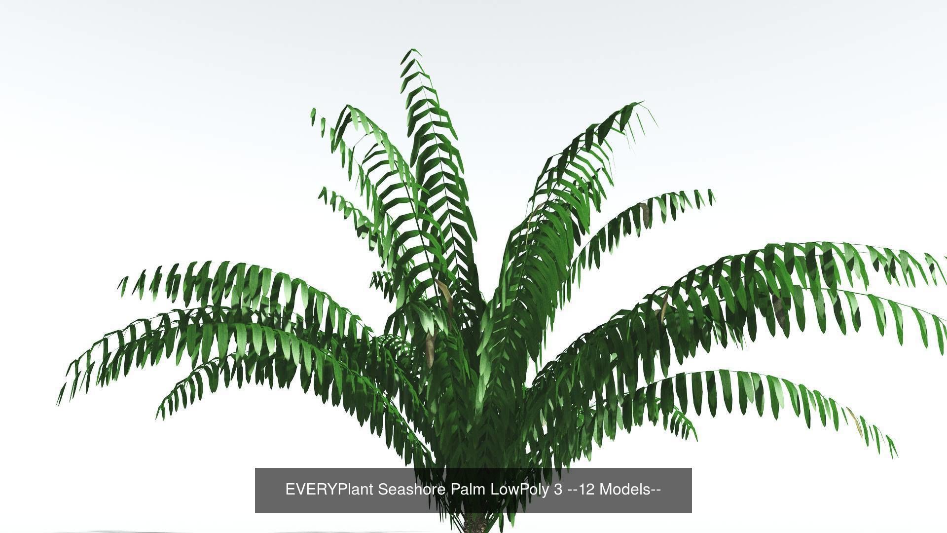 EVERYPlant Seashore Palm LowPoly Bundle --48 Models-- 3D Model Collection_3