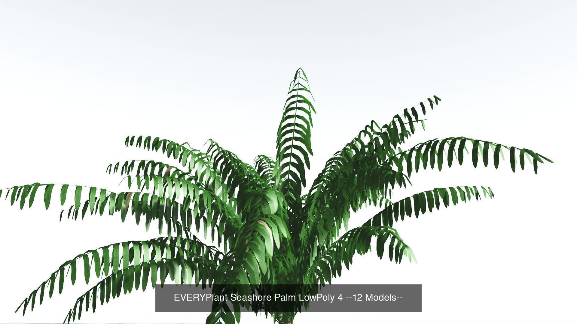EVERYPlant Seashore Palm LowPoly Bundle --48 Models-- 3D Model Collection_4