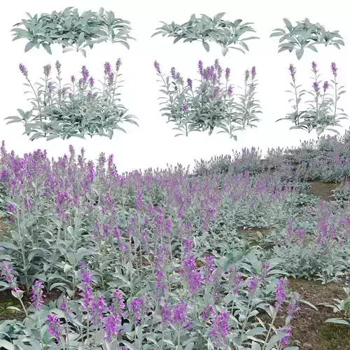 Stachys byzantina - Lambs Ears 3D model