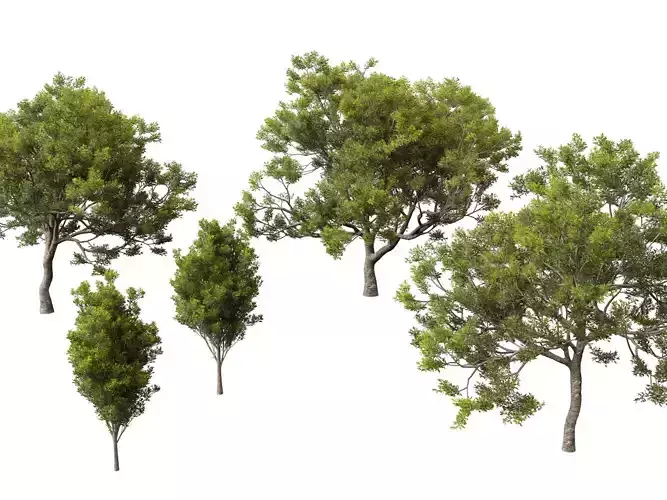 Quercus ilex - holly oak  3D model